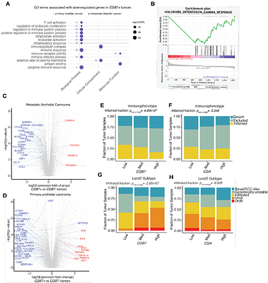 Chorionic Gonadotropin Beta 7 is a marker of immune evasion in cancer