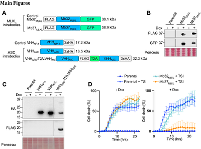 Lipid nanoparticle delivered intrabodies for inhibiting necroptosis and pyroptosis