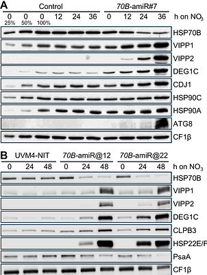 Depletion of Chloroplast HSP70B Triggers Proteostasis Collapse and Compromises Thylakoid Membrane Integrity in Chlamydomonas