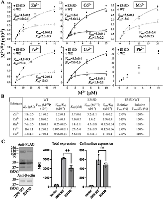 Targeting the selectivity filter to drastically alter the activity and substrate spectrum of a promiscuous metal transporter