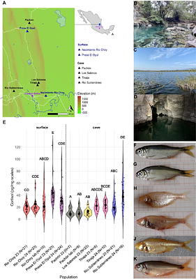 Environmental dynamics influence scale cortisol levels in Mexican cavefish