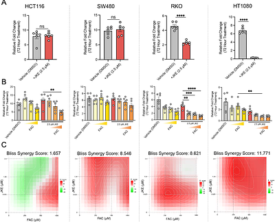 Labile iron pool dynamics do not drive ferroptosis potentiation in colorectal cancer cells