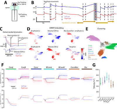 The saccadic repertoire of larval zebrafish reveals kinematically distinct saccades that are used in specific behavioural contexts.