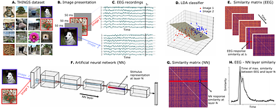 Shared Hierarchical Representations Explain Temporal Correspondence Between Brain Activity and Deep Neural Networks