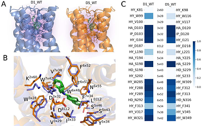 Structural Insights into Dopamine Receptor-Ligand Interactions: From Agonists to Antagonists