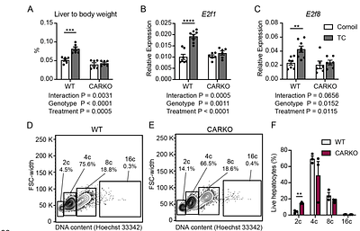 Constitutive Androstane Receptor induces Ribonucleotide Reductase-M2 expression and maintains hepatocyte ploidy in mice