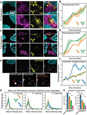 HiExM Enables Scalable Mapping of Organelle Morphology and Spatial Heterogeneity