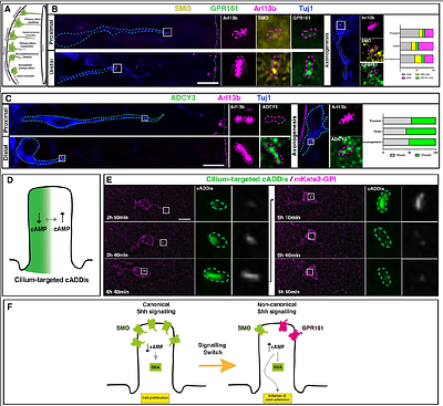 Ciliary cAMP regulates Shh signal interpretation to drive polarisation of differentiating neurons