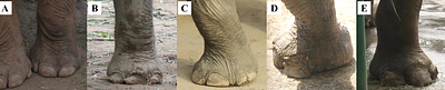 Obesity status and its relative factors of captive Asian elephants (Elephas maximus) in China based on body condition assessment
