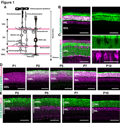 Spatiotemporal dynamics of CD73 in mouse retina under physiological conditions