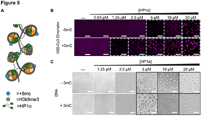 Multiscale Physical Effects of CpG Methylation on DNA Mechanics, Nucleosome Wrapping, and Chromatin Condensates