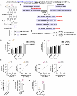 Quantitative profiling of basal and stress-induced ribosome collisions