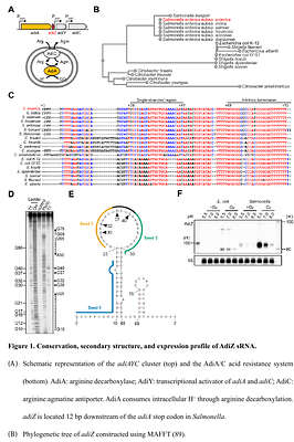 3'UTR-derived small RNA couples acid resistance to metabolic reprogramming of Salmonella within macrophages