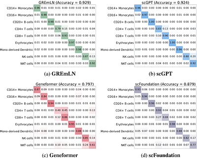 GREmLN: A Cellular Regulatory Network-Aware Transcriptomics Foundation Model