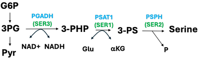 Engineering serine metabolism to enhance AOX1 promoter self-induction in a formate dehydrogenase-deficient Komagataella phaffii