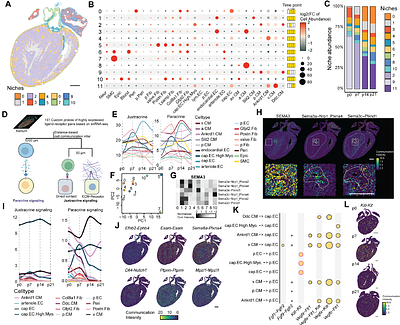 Charting Postnatal Heart Development Using In Vivo Single-Cell Functional Genomics