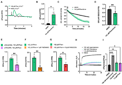 T2R5 agonist phendione decreases cell viability and induces apoptosis in head and neck squamous cell carcinoma