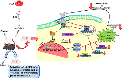 Emerging role of mesenchymal stem cell-derived extracellular vesicles to ameliorate hippocampal NLRP3 inflammation induced by binge-like ethanol treatment in adolescence