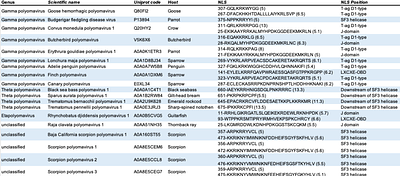 Importin α/β1 dependent nuclear import of Black Sea Bass Polyomavirus Large Tumor Antigen is mediated by a classical NLS located downstream of the SF3 helicase domain