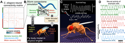The digital sphinx: Can a worm brain control a fly body?