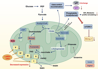 LARP4 is a B cell-specific metabolic checkpoint for plasma cell differentiation and a therapeutic target in systemic lupus erythematosus