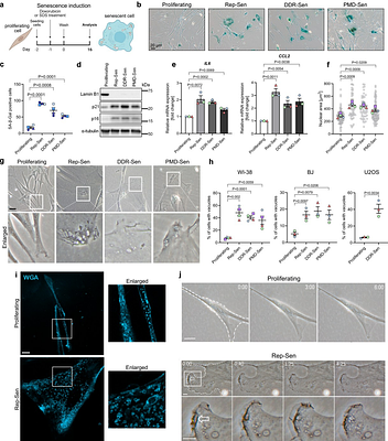 Constitutive macropinocytosis sustains the inflammatory phenotype of senescent cells