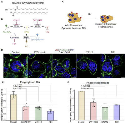 A critical signaling role for diacylglycerol in phagocytosis of M. tuberculosis