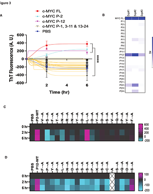 c-MYC is an aggregation-prone, amyloidogenic protein