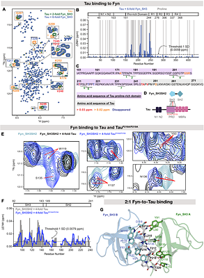 Multivalent Tau-Fyn interactions cooperatively arrest postsynaptic density condensate dynamics
