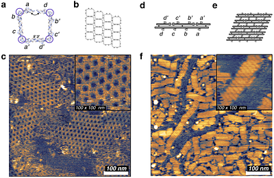 Programmable Edge-to-Edge Assembly of RNA Nanostructures