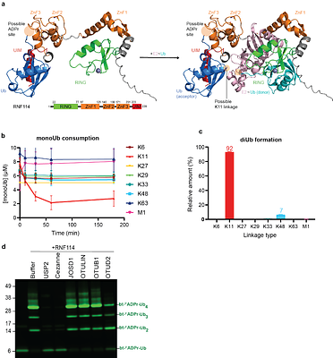 Identification of RNF114 as ADPr-Ub reader through non-hydrolysable ubiquitinated ADP-ribose