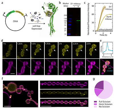 Division of Synthetic Cells Using a Genomically Encoded One-Protein Divisome