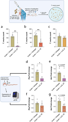 Dietary fibre promotes chronic whipworm infection through direct and time-dependent modulation of innate immunity
