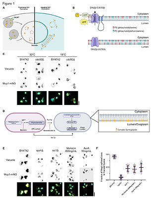 Direction of ESCRT-III-dependent membrane bending emerges from bilayer asymmetry
