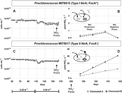Priming the pump: Enhanced nitrite release in response to a nitrate pulse by nitrogen-limited Prochlorococcus