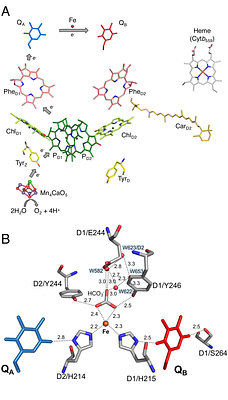 Differential effects of the D1/S264V mutation in Photosystem II with either PsbA1 or PsbA3 on QB, non-heme Iron, and the associated hydrogen-bond network