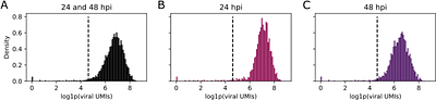 Resolving in vitro heterogeneity of host functional responses to HCoV-229E via single-cell analyses
