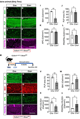 Dicer deficiency in microglia leads to accelerated demyelination and failed remyelination