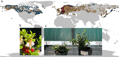 Unveiling the evolutionary history of lingonberry (Vaccinium vitis-idaea L.) through genome sequencing and assembly of European and North American subspecies