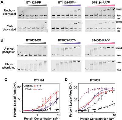 A Conserved Inhibitory Interdomain Interaction Regulates DNA-binding Activities of Hybrid Two-component Systems in Bacteroides