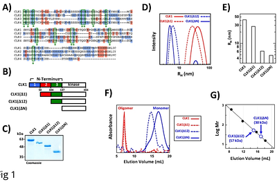 Disordered N-terminal region of CLK1 oligomerizes for recruitment to nuclear substructures and splicing function