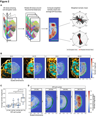Boundary-guided cell alignment drives mouse epiblast maturation
