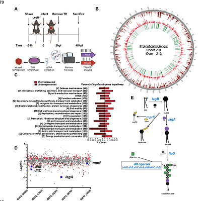 Global genome analysis identifies glycolipids and lipoteichoic acid alanylation as contributors to Group B streptococcal diabetic wound infection