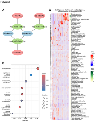 CircRNA hypomethylation in the human amygdala implicates FKBP5 in alcohol use disorder