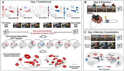 Fear Learning Induced Brain Dynamics Predict Individual Extinction Memory Expression following Transcranial Magnetic Stimulation