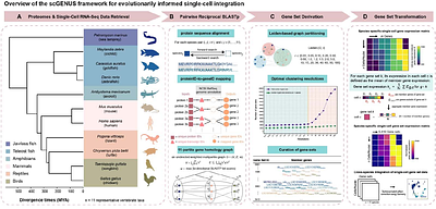 Evolutionarily informed gene sets reveal conserved and lineage-modified transcriptional programs during vertebrate forebrain evolution
