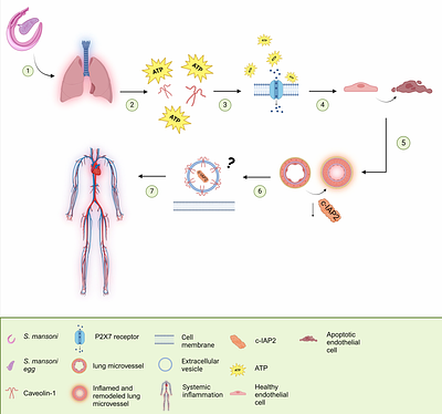 Endothelial c-IAP2 Loss Amplifies P2X7 Receptor-Driven Inflammation and Worsens Infection-Associated Pulmonary Hypertension