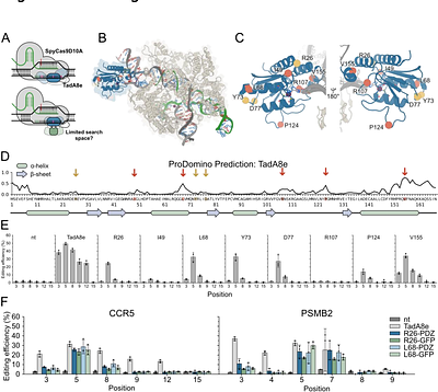 Domain Insertion Improves the Precision of a CRISPR Adenine Base Editor