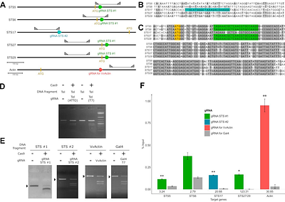 GRASP: A PLANT TRANSFORMATION-INDEPENDENT CRISPR-BASED SYSTEM FOR AFFINITY PURIFICATION OF SPECIFIC CHROMATIN LOCI