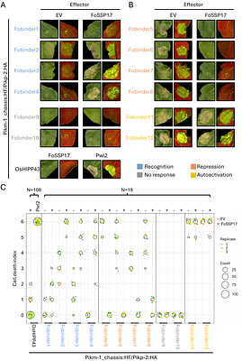 Computational design of de novo integrated domains enables rational control of pathogen effector recognition in plant NLR immune receptors.